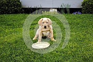 Yellow Labrador Retriever Puppy photo