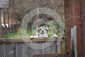 Yellow Labrador Retriever puppy looking over wood board