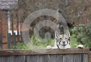 Yellow Labrador Retriever puppy looking over wood board