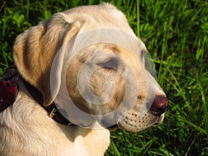 Yellow labrador retriever puppy on meadow, nice cute dog portrait