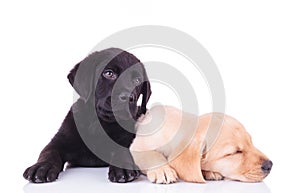 Yellow labrador retriever puppy sleeping next to its brother