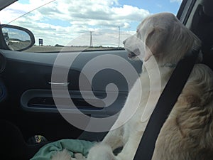 Yellow Labrador Retriever riding in the front seat of a car