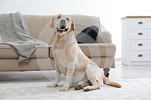 Yellow labrador retriever sitting on floor