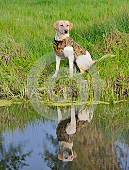 Yellow Labrador Retriever sitting by a pond ready to be trained