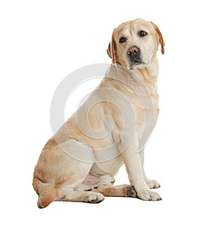 Yellow labrador retriever sitting on white