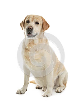 Yellow labrador retriever sitting on white