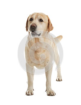 Yellow labrador retriever standing on white