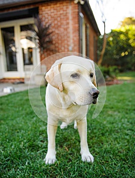 Yellow Labrador Retriever standing in yard