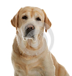 Yellow labrador retriever on white background