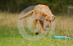 Yellow Labrador Retrieving dummy photo