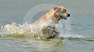 Yellow labrador runs along the coast