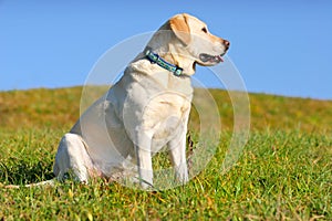 Yellow Labrador Sitting