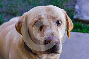 Yellow labrador watching at the camera