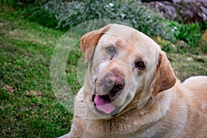 Yellow labrador watching directly at the camera
