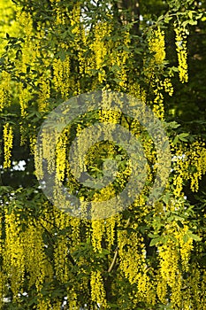 Yellow labrum flowers on a tree