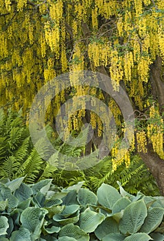 Yellow Laburnum Tree flowers drapine overtop of ferns and hosta