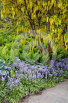 Yellow laburnum tree in spring garden