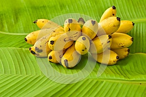 Yellow lady finger bananas put on green banana leaf, kluay-khai, Musaceae, Pisang Mas