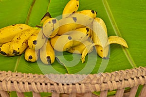 Yellow lady finger bananas put on green banana leaf, kluay-khai, Pisang Mas