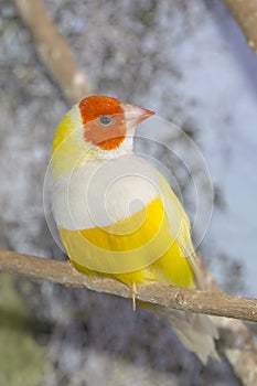 Yellow Lady Gouldian Finch