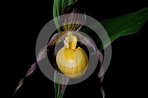 Yellow lady\'s slipper or moccasin flower blooming in springtime.