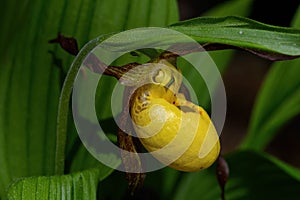 Yellow lady`s slipper or moccasin flower blooming in springtime. It is a lady`s slipper orchid native to North America.