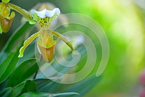 Yellow Lady`s Slipper Orchid