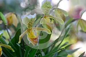 Yellow Lady`s Slipper Orchid