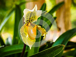 Yellow Lady's Slipper Orchid