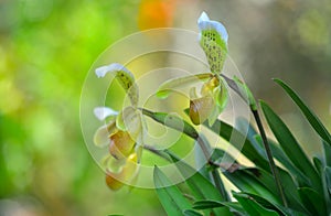 Yellow Lady`s Slipper Orchids