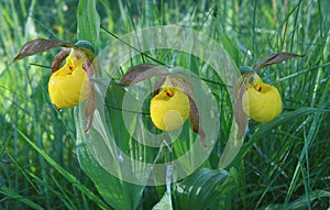 Yellow Ladys Slippers