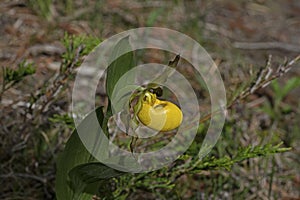 Yellow Lady Slipper