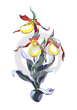 Yellow Lady Slipper or Cypripedium calceolus, a terrestrial wild orchid on white background. Hand drawn illustration
