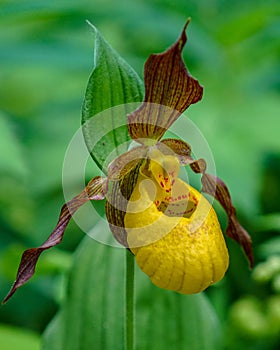 Yellow Lady Slipper flower, closeup