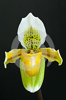 Yellow lady slipper orchid