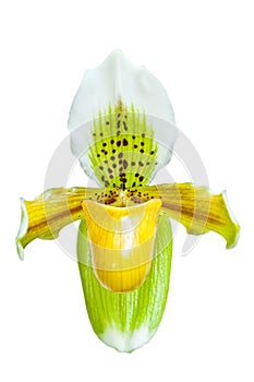 Yellow lady slipper orchid