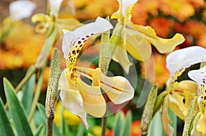Yellow lady slipper orchid blooming in garden