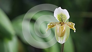 Yellow lady slipper orchids in natural light