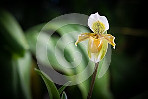 Yellow lady slipper orchids in natural light