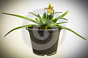 Yellow lady slipper orchids in pot isolated on white