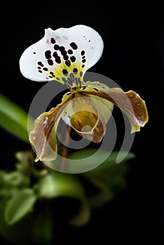 Yellow Lady slipper paphiopedilum orchid on black background