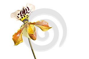 Yellow Lady slipper paphiopedilum orchid, close-up isolated on white