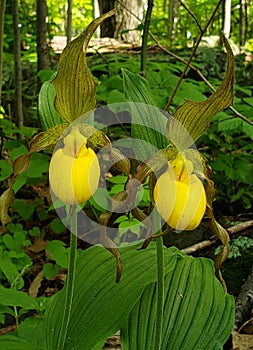 Yellow Lady Slipper Plant