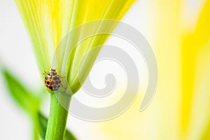 Yellow Ladybird