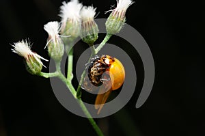 Yellow Ladybird eating other insect.