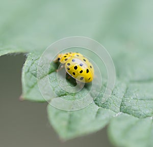 Yellow ladybird on nature. macro