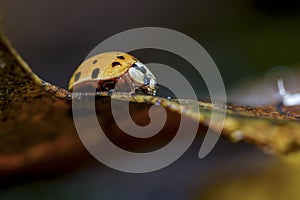 Yellow ladybird ramping difficultly on a autumn wet fallen leaf