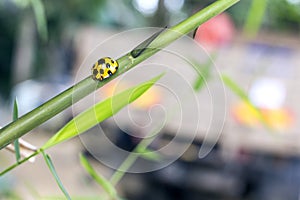Yellow Ladybug