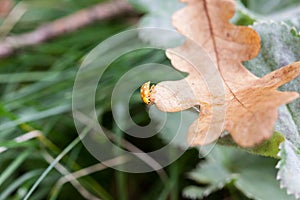 Yellow ladybug on autumn oak leaf