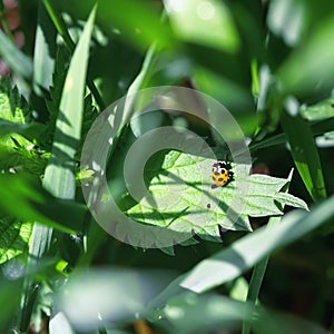 Yellow Ladybug Close-up Among Green Grass At Sunny Day